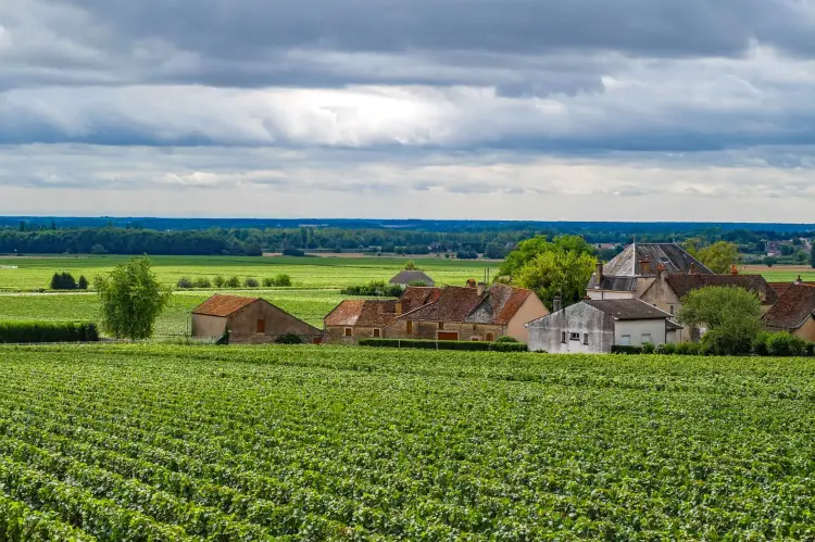 The vineyards in the Bourgogne-Franche-Comté region of France