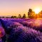Lavender fields in Provence, one of the leading culinary regions in France