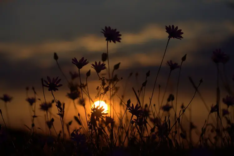 wildflowers with a sunset in the distance