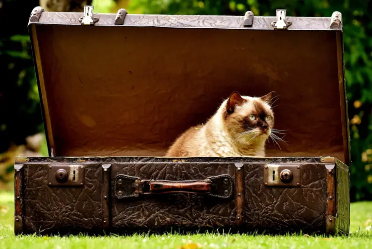 A cat in a suitcase who looks upset because his owners are packing for Paris