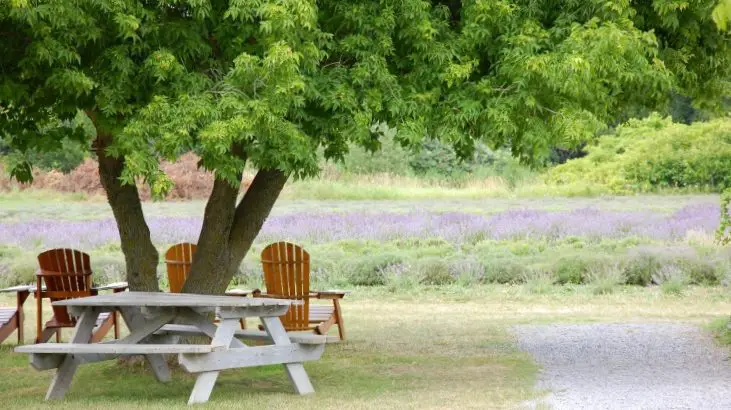 The Prince Edward County Lavender Farm, which is one of the best places to visit in summertime