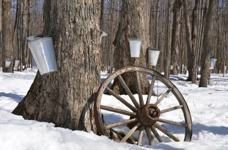 Maple in the County, a great thing to do in Prince Edward County during the springtime