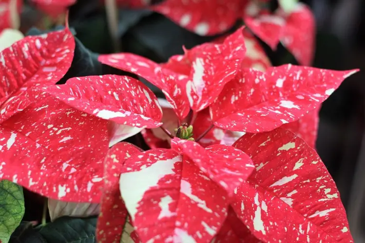 Poinsettia at Allan Gardens, one of the places to visit in Toronto on Christmas Day