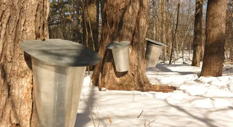 Traditional sap collection at a Quinte Area Sugar Bush