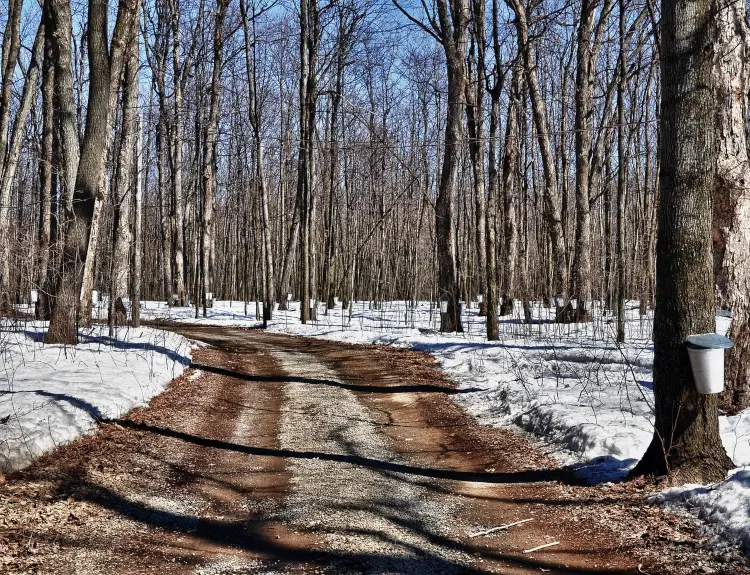 Quinte Area Maple Sugar Bush