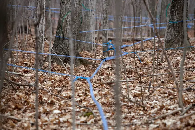 A modern sap pipeline at one of the Quinte Area maple sugar bushes