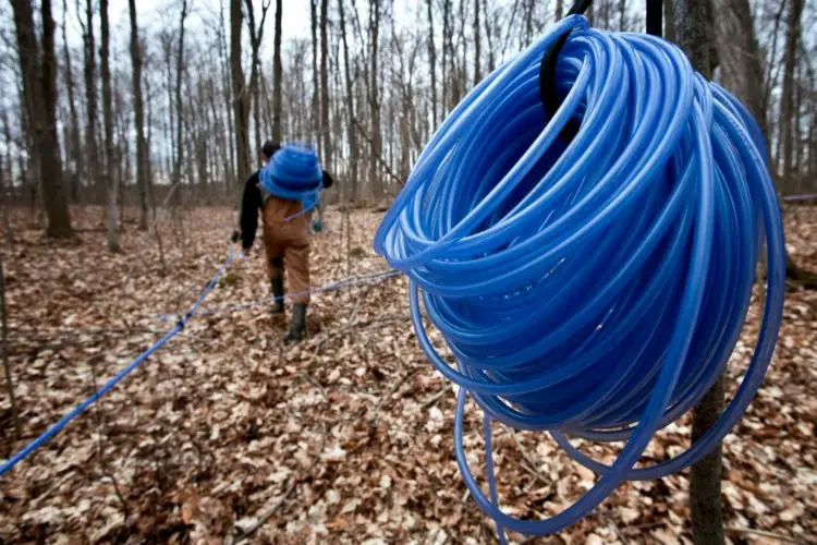 Installing a modern sap pipeline at one of the Quinte Area maple sugar bushes