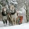 Sleigh rides in Ontario during the winter