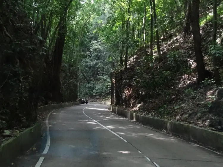 Fern Gully Scenic Drive, one of the lesser known things to do in Ocho Rios