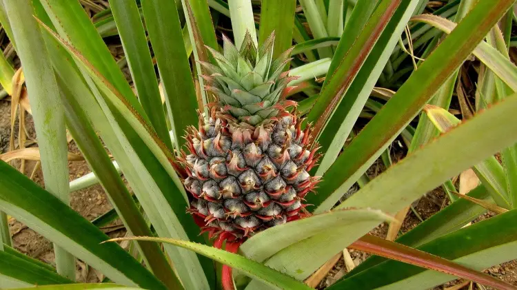A pineapple at Croydon in the Mountains, an often overlooked attraction near Montego Bay
