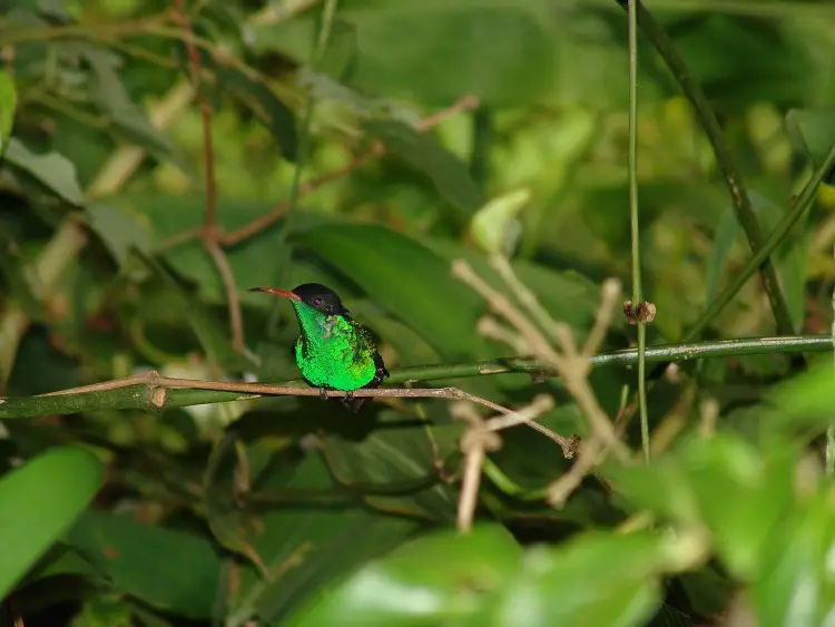 Facts About Jamaica - The national bird of Jamaica is the streamer tailed hummingbird or Doctor Bird
