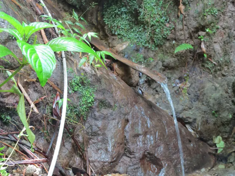The water source in the jungle that we drank from on our Island Expo Tour with Real St Lucia Tours - tour review