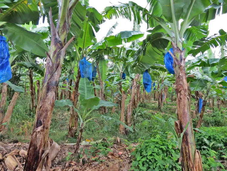 The banana plantation we visited on our Island Expo Tour with Real St Lucia Tours - tour review