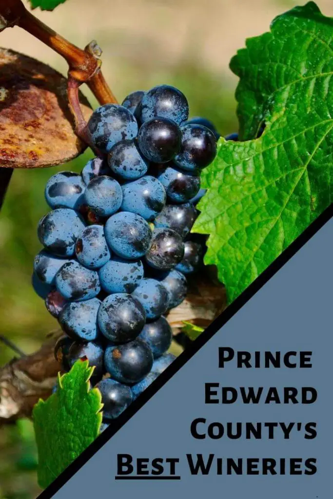 Wineries in Prince Edward County Pin