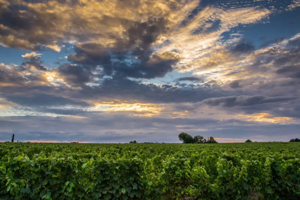 vineyard of Vouvray by Corbon Des Roches on Flickr