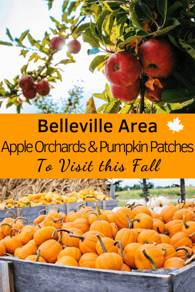 Belleville Area Pumpkin Patches and Apple Orchards