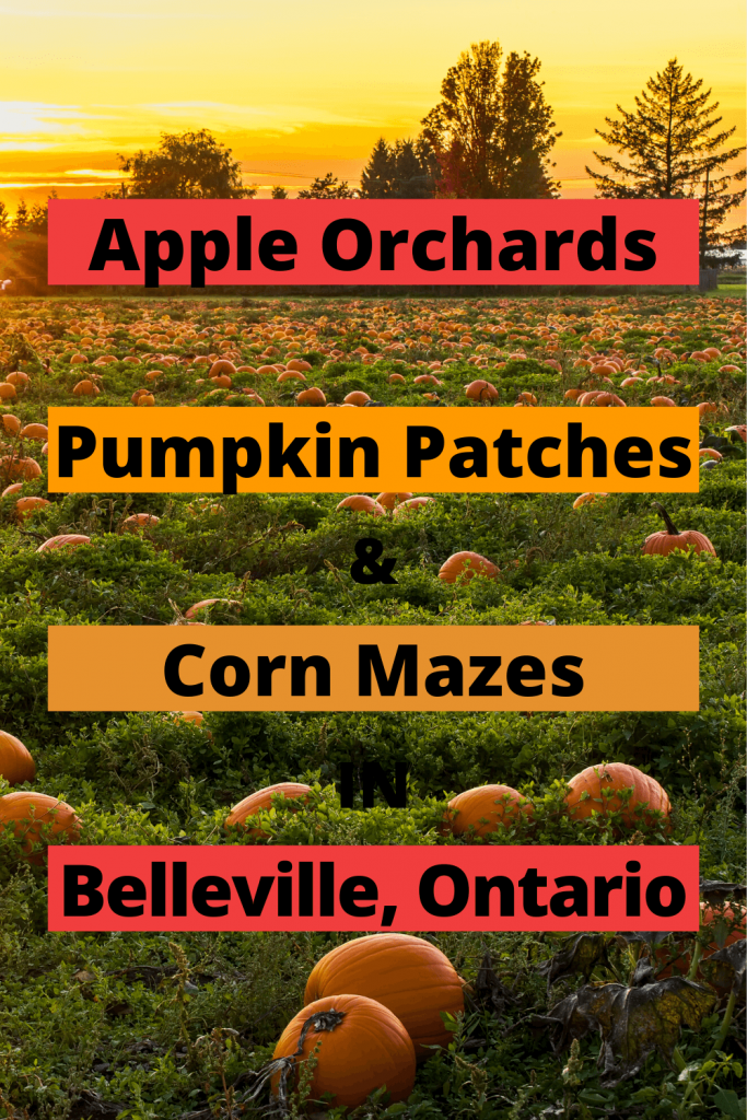 Belleville Area Pumpkin Patches and Apple Orchards