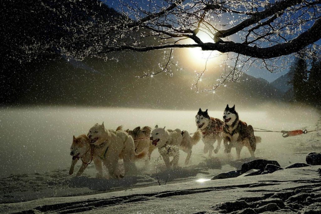sled dogs in Ontario during the winter