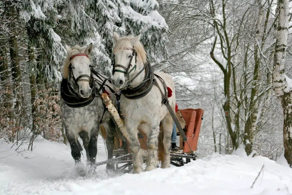 2 horses pulling a sleigh in Ontario during the winter