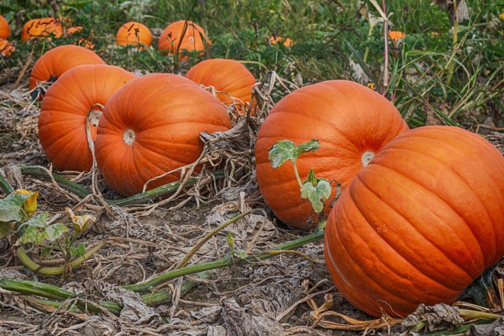pumpkin patches and apple orchards in the belleville area grills