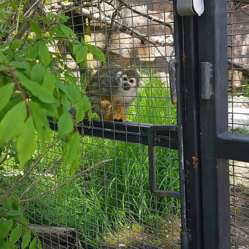 Monkey at The Riverview Park and Zoo, a popular place for families in Peterborough and the Kawarthas