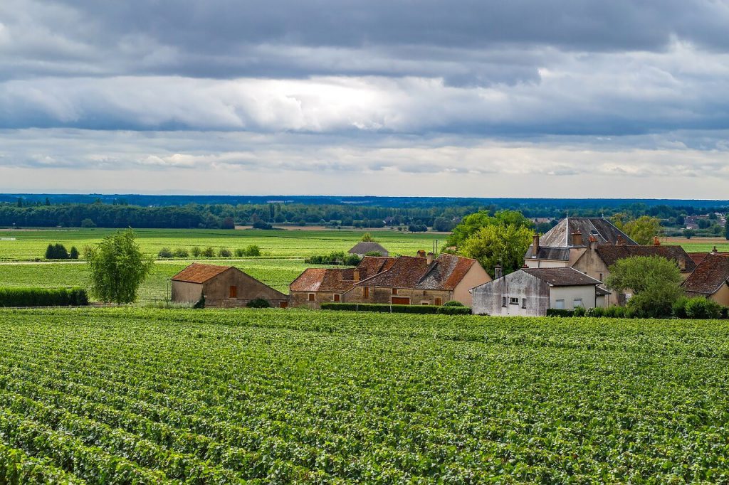 A Beginners Guide to the Regions in France Burgundy vine