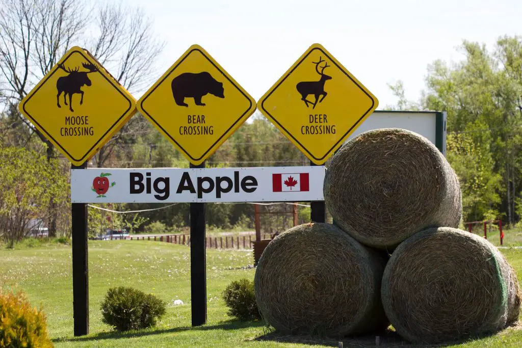 Things to do in Northumberland County Big Apple by Harvey K on FLickr