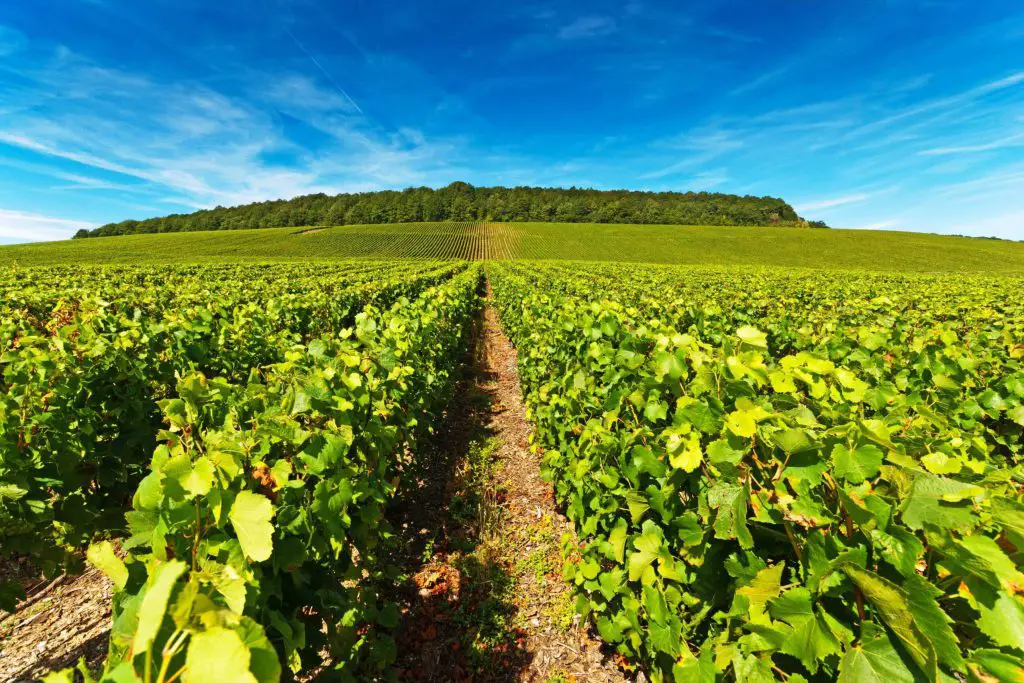 The Champagne region, one of the most fun day trips from Paris