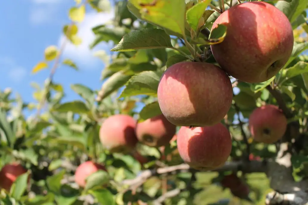 things to do in prince edward county apples 1214797 1280