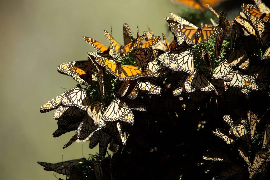 things to do in prince edward county butterflies 807551 1920