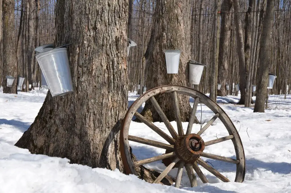 things to do in prince edward county maple syrup farm