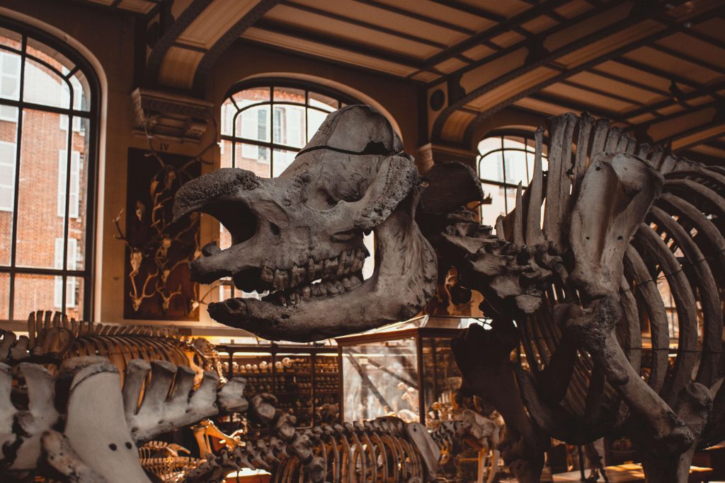 unusual attractions paris Museum of Natural History Paris