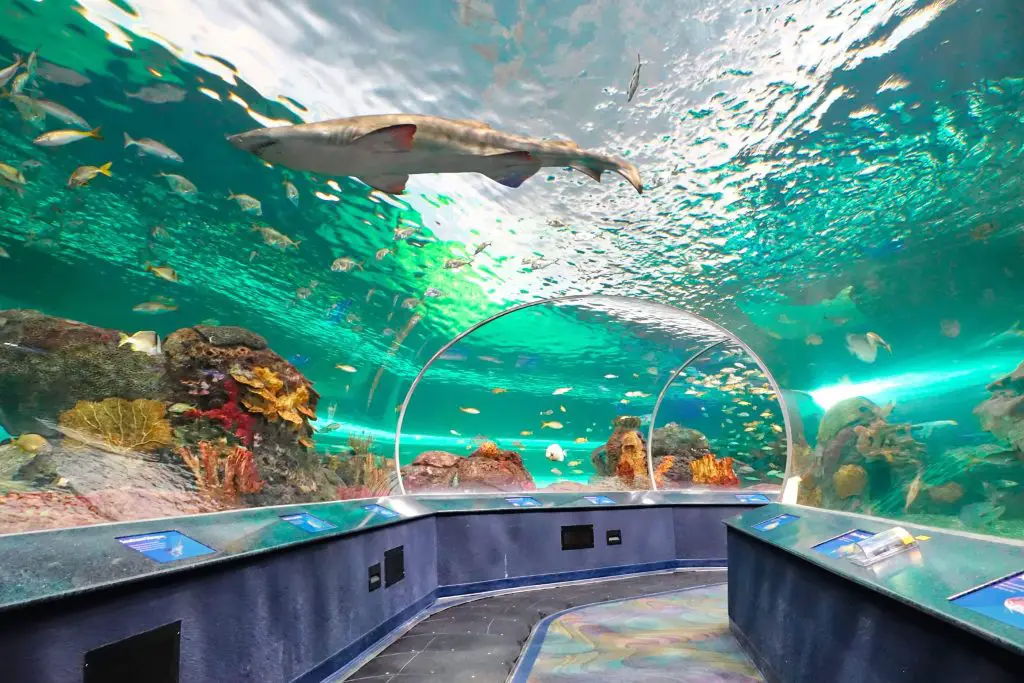 Ripleys Aquarium of Canada 1