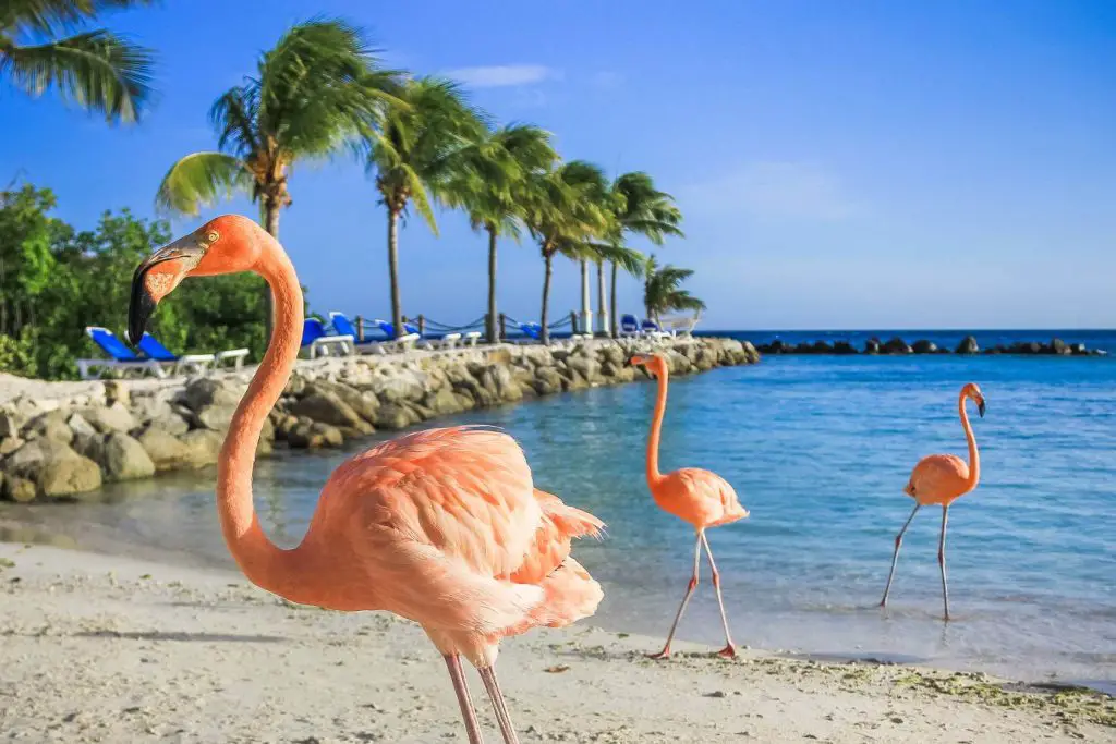 Family Vacation Destinations in the Caribbean - Aruba